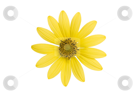 To use this stock image in your creative project, please select the size you need over to the right and click the "Add to Cart" button.
Your downloaded image will come with the Cutcaster watermark removed so don’t worry about the watermark you see on this page. Yellow Flower on White stock photo, Simple yellow flower isolated on white background by Mike Dykstra