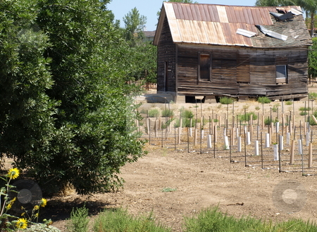 To use this stock image in your creative project, please select the size you need over to the right and click the "Add to Cart" button.
Your downloaded image will come with the Cutcaster watermark removed so don’t worry about the watermark you see on this page. Old Shack in Vineyard stock photo, Old Shack in Vineyard by Joseph Ligori