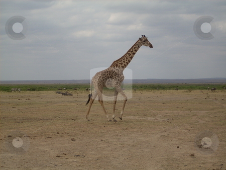 To use this stock image in your creative project, please select the size you need over to the right and click the "Add to Cart" button.
Your downloaded image will come with the Cutcaster watermark removed so don’t worry about the watermark you see on this page. Giraffe posing gracefully stock photo, Elegant tall Giraffe poses against the gray sky at the Tsavo National Park, Kenya,Africa. by Rose Nthiwa