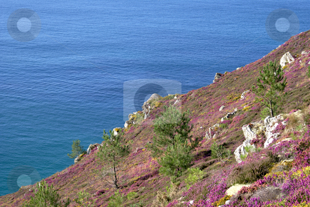 To use this stock image in your creative project, please select the size you need over to the right and click the "Add to Cart" button.
Your downloaded image will come with the Cutcaster watermark removed so don’t worry about the watermark you see on this page. Landscape from Brittany stock photo, Landscape from Brittany : colored vegetation located at