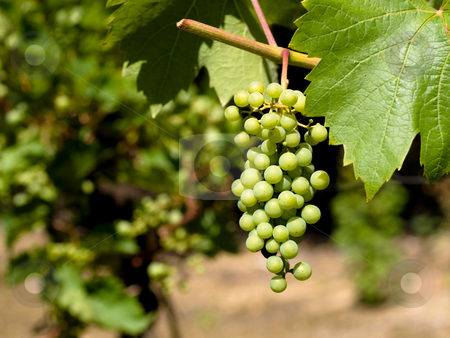 To use this stock image in your creative project, please select the size you need over to the right and click the "Add to Cart" button.
Your downloaded image will come with the Cutcaster watermark removed so don’t worry about the watermark you see on this page. Wine grapes stock photo, Wine grapes close in a French vineyard by Laurent Dambies