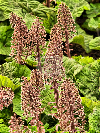 To use this stock image in your creative project, please select the size you need over to the right and click the "Add to Cart" button.
Your downloaded image will come with the Cutcaster watermark removed so don’t worry about the watermark you see on this page. Wild stock photo, Weed by Keimpe Roedema