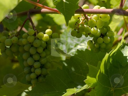 To use this stock image in your creative project, please select the size you need over to the right and click the "Add to Cart" button.
Your downloaded image will come with the Cutcaster watermark removed so don’t worry about the watermark you see on this page. Wine grapes stock photo, Wine grapes closeup in French Vineyard by Laurent Dambies