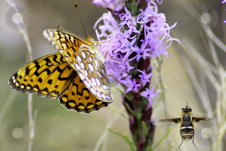 To use this stock image in your creative project, please select the size you need over to the right and click the "Add to Cart" button.
Your downloaded image will come with the Cutcaster watermark removed so don’t worry about the watermark you see on this page. Butterfly and Bee stock photo, Monarch Butterfly and honey bee sharing a purple flower in summer field. by Patrick Kay