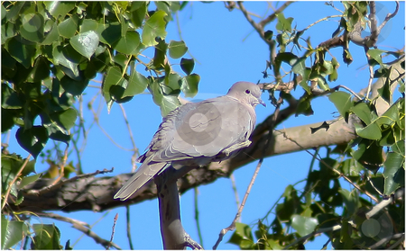 To use this stock image in your creative project, please select the size you need over to the right and click the "Add to Cart" button.
Your downloaded image will come with the Cutcaster watermark removed so don’t worry about the watermark you see on this page. Wild Dove stock photo, Wild Mourning Dove roosting in tree. by Patrick Kay
