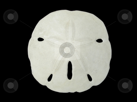 To use this stock image in your creative project, please select the size you need over to the right and click the "Add to Cart" button.
Your downloaded image will come with the Cutcaster watermark removed so don’t worry about the watermark you see on this page. Sand dollar. stock photo, Sand dollar isolated on black background. by Todd Dixon