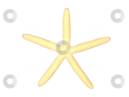 To use this stock image in your creative project, please select the size you need over to the right and click the "Add to Cart" button.
Your downloaded image will come with the Cutcaster watermark removed so don’t worry about the watermark you see on this page. Star fish. stock photo, Star fish isolated on white backgound. by Todd Dixon