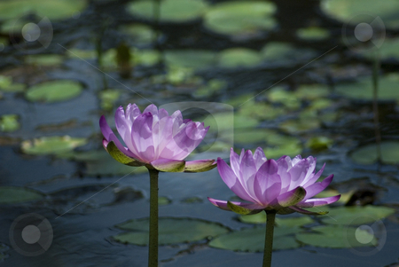 To use this stock image in your creative project, please select the size you need over to the right and click the "Add to Cart" button.
Your downloaded image will come with the Cutcaster watermark removed so don’t worry about the watermark you see on this page. Pink lilies stock photo, Beautiful pink lily flowers, rural queensland, australia by Stephen Gibson