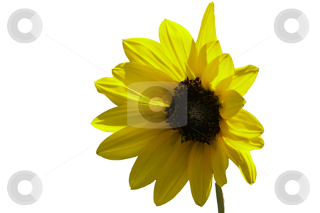 To use this stock image in your creative project, please select the size you need over to the right and click the "Add to Cart" button.
Your downloaded image will come with the Cutcaster watermark removed so don’t worry about the watermark you see on this page. Sunflower Cutout stock photo, Summertime sunflower - cutout for your use. by Patrick Kay