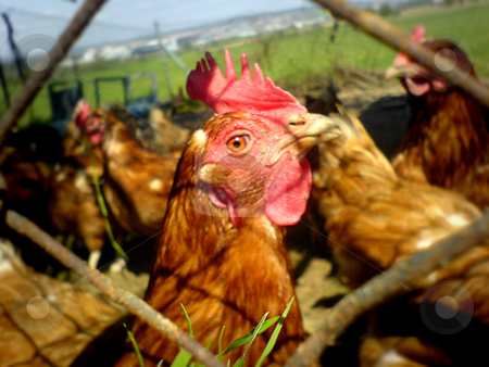 To use this stock image in your creative project, please select the size you need over to the right and click the "Add to Cart" button.
Your downloaded image will come with the Cutcaster watermark removed so don’t worry about the watermark you see on this page. Curious chicken stock photo, A chicken watches curiously by Heiko Riemann
