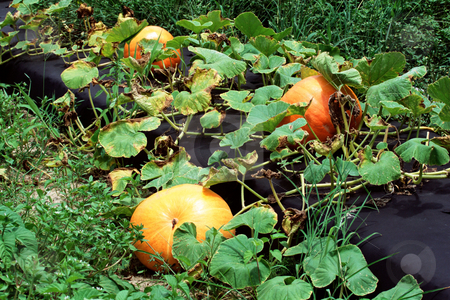 To use this stock image in your creative project, please select the size you need over to the right and click the "Add to Cart" button.
Your downloaded image will come with the Cutcaster watermark removed so don’t worry about the watermark you see on this page. MPIXIS250580 stock photo, Pumpkins by Mpixis World
