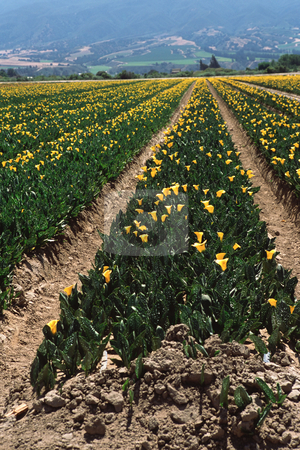 To use this stock image in your creative project, please select the size you need over to the right and click the "Add to Cart" button.
Your downloaded image will come with the Cutcaster watermark removed so don’t worry about the watermark you see on this page. MPIXIS250596 stock photo, Calla lily farm by Mpixis World