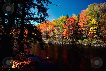 To use this stock image in your creative project, please select the size you need over to the right and click the "Add to Cart" button.
Your downloaded image will come with the Cutcaster watermark removed so don’t worry about the watermark you see on this page. Autumn forest and lake stock photo, Autumn forest and lake by Mpixis World