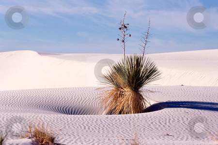 To use this stock image in your creative project, please select the size you need over to the right and click the "Add to Cart" button.
Your downloaded image will come with the Cutcaster watermark removed so don’t worry about the watermark you see on this page. MPIXIS250354 stock photo, Remains of an oasis in desert by Mpixis World