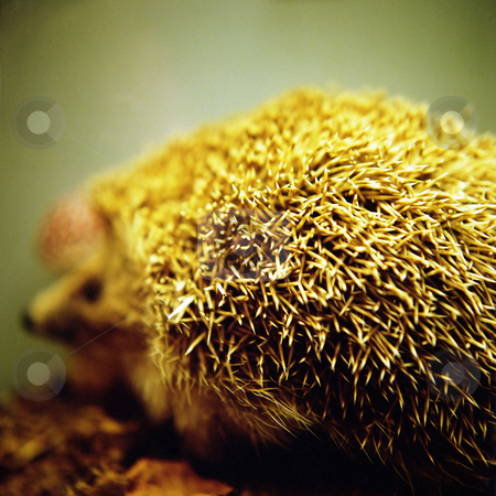 To use this stock image in your creative project, please select the size you need over to the right and click the "Add to Cart" button.
Your downloaded image will come with the Cutcaster watermark removed so don’t worry about the watermark you see on this page. MPIXIS250482 stock photo, Stuffed hedgehog by Mpixis World