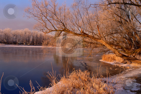 To use this stock image in your creative project, please select the size you need over to the right and click the "Add to Cart" button.
Your downloaded image will come with the Cutcaster watermark removed so don’t worry about the watermark you see on this page. MPIXIS250457 stock photo, Winter trees reflected in river by Mpixis World