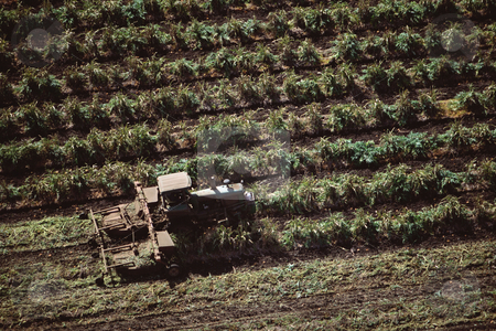 To use this stock image in your creative project, please select the size you need over to the right and click the "Add to Cart" button.
Your downloaded image will come with the Cutcaster watermark removed so don’t worry about the watermark you see on this page. MPIXIS250619 stock photo, Tractor harvesting crops by Mpixis World