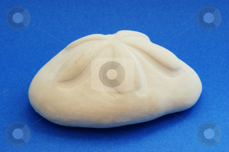 To use this stock image in your creative project, please select the size you need over to the right and click the "Add to Cart" button.
Your downloaded image will come with the Cutcaster watermark removed so don’t worry about the watermark you see on this page. Sand Dollar stock photo, A white sand dollar on a blue background by Sam Sapp