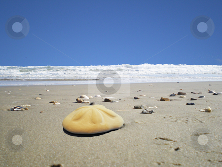 To use this stock image in your creative project, please select the size you need over to the right and click the "Add to Cart" button.
Your downloaded image will come with the Cutcaster watermark removed so don’t worry about the watermark you see on this page. Beach sanddollar stock photo, A large sand dollar on the beach by Sam Sapp