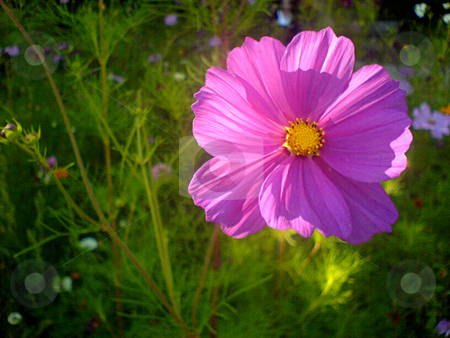 To use this stock image in your creative project, please select the size you need over to the right and click the "Add to Cart" button.
Your downloaded image will come with the Cutcaster watermark removed so don’t worry about the watermark you see on this page. Purple flower stock photo, Purple flower by Heiko Riemann