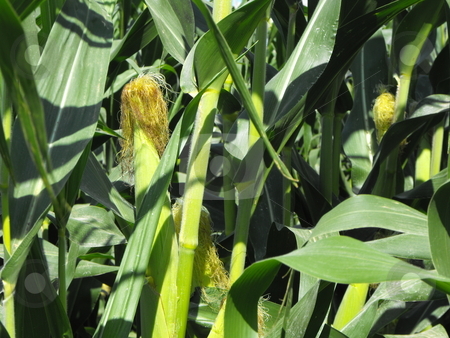 To use this stock image in your creative project, please select the size you need over to the right and click the "Add to Cart" button.
Your downloaded image will come with the Cutcaster watermark removed so don’t worry about the watermark you see on this page. FIELD CORN: Food and Biofuel stock photo, Corn fields show lush, summer growth as field crops like this get closer to fall harvest. Corn is a staple of the food industry and is growing as a source ethanol, a leading U.S. biofuel. by Dennis Thomsen