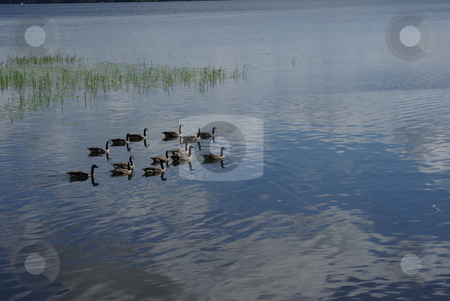 To use this stock image in your creative project, please select the size you need over to the right and click the "Add to Cart" button.
Your downloaded image will come with the Cutcaster watermark removed so don’t worry about the watermark you see on this page. Canadian Geese stock photo, A flock of Canadian Geese search for food on a northern Minnesota lake reflecting a blue sky and fluffy white clouds. by Dennis Thomsen
