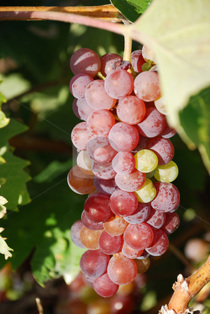 To use this stock image in your creative project, please select the size you need over to the right and click the "Add to Cart" button.
Your downloaded image will come with the Cutcaster watermark removed so don’t worry about the watermark you see on this page. Red grapes stock photo, Red grapes is hanging on a vine by Ivan Paunovic