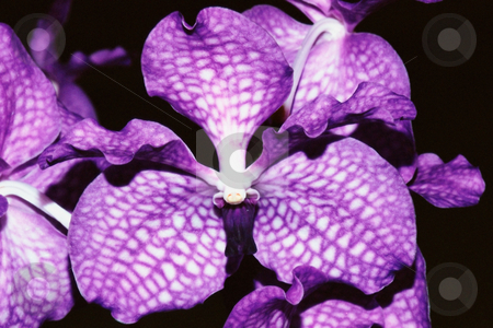 To use this stock image in your creative project, please select the size you need over to the right and click the "Add to Cart" button.
Your downloaded image will come with the Cutcaster watermark removed so don’t worry about the watermark you see on this page. MPIXIS250340 stock photo, Tropical orchid in bloom by Mpixis World