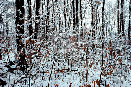 To use this stock image in your creative project, please select the size you need over to the right and click the "Add to Cart" button.
Your downloaded image will come with the Cutcaster watermark removed so don’t worry about the watermark you see on this page. MPIXIS250539 stock photo, Snow covered forest by Mpixis World