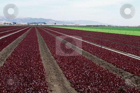 To use this stock image in your creative project, please select the size you need over to the right and click the "Add to Cart" button.
Your downloaded image will come with the Cutcaster watermark removed so don’t worry about the watermark you see on this page. Field of red and green lettuces stock photo, Field of red and green lettuces by Mpixis World