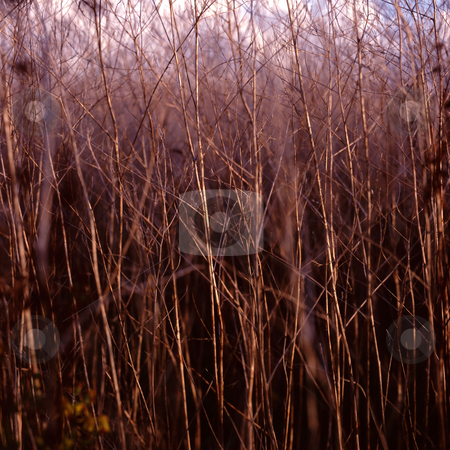 To use this stock image in your creative project, please select the size you need over to the right and click the "Add to Cart" button.
Your downloaded image will come with the Cutcaster watermark removed so don’t worry about the watermark you see on this page. MPIXIS250297 stock photo, Dry plant stalks by Mpixis World