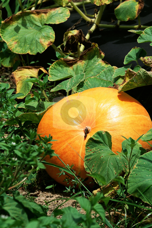 To use this stock image in your creative project, please select the size you need over to the right and click the "Add to Cart" button.
Your downloaded image will come with the Cutcaster watermark removed so don’t worry about the watermark you see on this page. Pumpkins stock photo, Pumpkins by Mpixis World