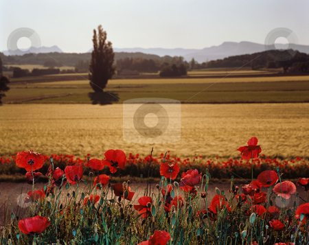 To use this stock image in your creative project, please select the size you need over to the right and click the "Add to Cart" button.
Your downloaded image will come with the Cutcaster watermark removed so don’t worry about the watermark you see on this page. MPIXIS250753 stock photo, Poppy field by Mpixis World