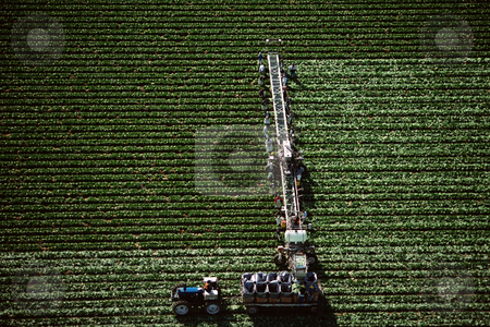 To use this stock image in your creative project, please select the size you need over to the right and click the "Add to Cart" button.
Your downloaded image will come with the Cutcaster watermark removed so don’t worry about the watermark you see on this page. MPIXIS250617 stock photo, Farm workers harvesting by Mpixis World