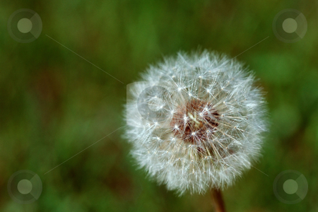 To use this stock image in your creative project, please select the size you need over to the right and click the "Add to Cart" button.
Your downloaded image will come with the Cutcaster watermark removed so don’t worry about the watermark you see on this page. MPIXIS250671 stock photo, Dandelion by Mpixis World