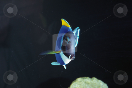To use this stock image in your creative project, please select the size you need over to the right and click the "Add to Cart" button.
Your downloaded image will come with the Cutcaster watermark removed so don’t worry about the watermark you see on this page. MPIXIS250372 stock photo, Exotic fish by Mpixis World