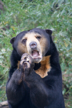 To use this stock image in your creative project, please select the size you need over to the right and click the "Add to Cart" button.
Your downloaded image will come with the Cutcaster watermark removed so don’t worry about the watermark you see on this page. Sun Bear stock photo, by Mark Holland