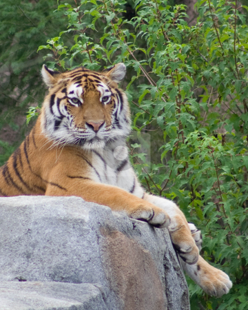 To use this stock image in your creative project, please select the size you need over to the right and click the "Add to Cart" button.
Your downloaded image will come with the Cutcaster watermark removed so don’t worry about the watermark you see on this page. Tiger stock photo, by Mark Holland
