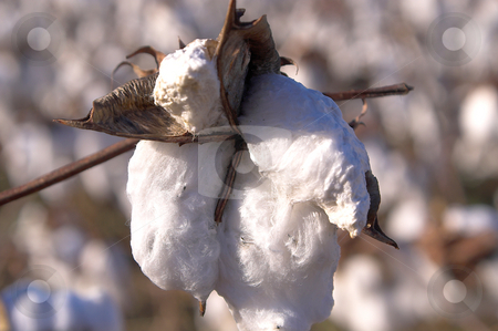 To use this stock image in your creative project, please select the size you need over to the right and click the "Add to Cart" button.
Your downloaded image will come with the Cutcaster watermark removed so don’t worry about the watermark you see on this page. Cotton Boll stock photo, The boll of a cotton plant in a field. by Robert Byron