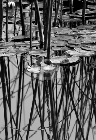 To use this stock image in your creative project, please select the size you need over to the right and click the "Add to Cart" button.
Your downloaded image will come with the Cutcaster watermark removed so don’t worry about the watermark you see on this page. Pads and Poles stock photo, A view of lily pads and reeds on a local pond. by Mike Dawson