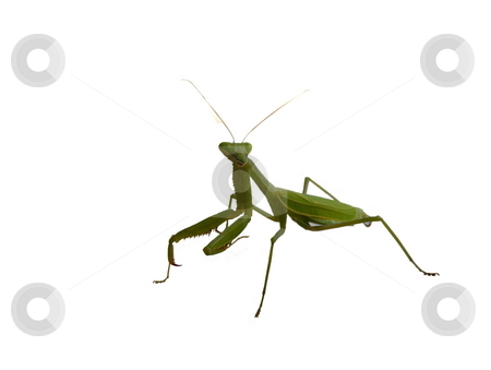 To use this stock image in your creative project, please select the size you need over to the right and click the "Add to Cart" button.
Your downloaded image will come with the Cutcaster watermark removed so don’t worry about the watermark you see on this page. Praying Mantis on White stock photo, Praying Mantis isolated on White Background by Joseph Ligori