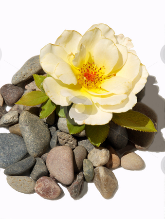 To use this stock image in your creative project, please select the size you need over to the right and click the "Add to Cart" button.
Your downloaded image will come with the Cutcaster watermark removed so don’t worry about the watermark you see on this page. Rose on Rocks stock photo, Rose on Rocks by Joseph Ligori