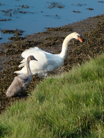To use this stock image in your creative project, please select the size you need over to the right and click the "Add to Cart" button.
Your downloaded image will come with the Cutcaster watermark removed so don’t worry about the watermark you see on this page. Swan and Cygnet stock photo, by David Nebesky