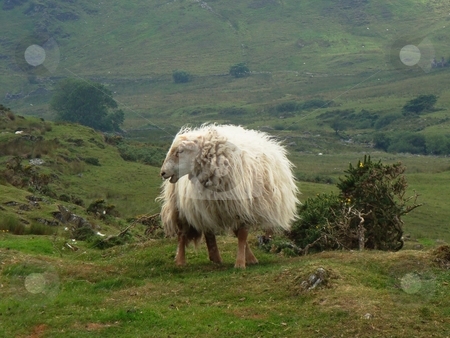 To use this stock image in your creative project, please select the size you need over to the right and click the "Add to Cart" button.
Your downloaded image will come with the Cutcaster watermark removed so don’t worry about the watermark you see on this page. Sheep in mountains stock photo, by David Nebesky