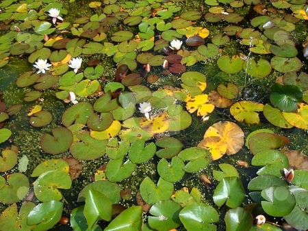 To use this stock image in your creative project, please select the size you need over to the right and click the "Add to Cart" button.
Your downloaded image will come with the Cutcaster watermark removed so don’t worry about the watermark you see on this page. Pond with water-lilies stock photo, by David Nebesky