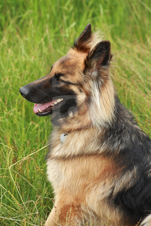 To use this stock image in your creative project, please select the size you need over to the right and click the "Add to Cart" button.
Your downloaded image will come with the Cutcaster watermark removed so don’t worry about the watermark you see on this page. German shepherd stock photo, German shepherd in the countryside by Tilo