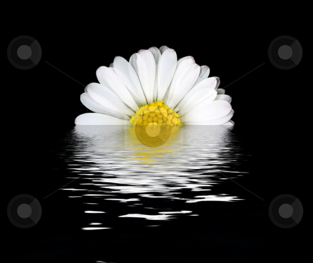 To use this stock image in your creative project, please select the size you need over to the right and click the "Add to Cart" button.
Your downloaded image will come with the Cutcaster watermark removed so don’t worry about the watermark you see on this page. Daisy flower reflection stock photo, Beautiful daisy flower with water reflection on black by Laurent Dambies