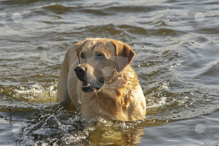 To use this stock image in your creative project, please select the size you need over to the right and click the "Add to Cart" button.
Your downloaded image will come with the Cutcaster watermark removed so don’t worry about the watermark you see on this page. Labrador playing stock photo, Labrador Retriever playing into the river by Paulo Resende