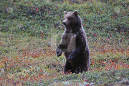 To use this stock image in your creative project, please select the size you need over to the right and click the "Add to Cart" button.
Your downloaded image will come with the Cutcaster watermark removed so don’t worry about the watermark you see on this page. Grizzly Bear stock photo, A grizzly bear standing on its hind legs by Dee Murphy