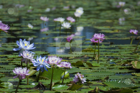 To use this stock image in your creative project, please select the size you need over to the right and click the "Add to Cart" button.
Your downloaded image will come with the Cutcaster watermark removed so don’t worry about the watermark you see on this page. Lily pond stock photo, A pond with pink water lilies by Stephen Gibson
